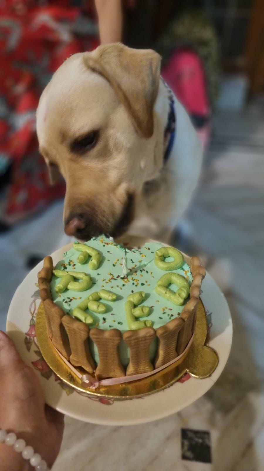 FurryBowls by PetStop Cafe - Pet-Friendly Café in Jaipur