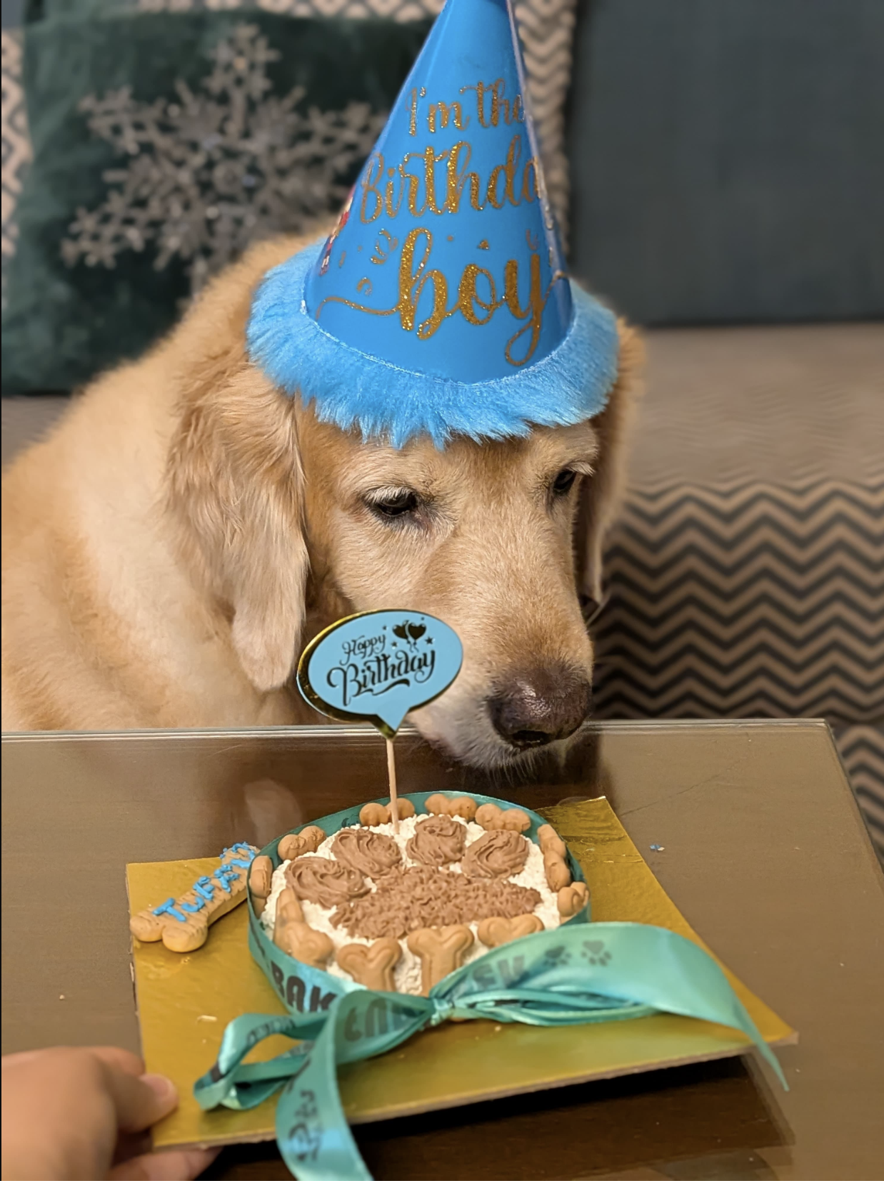 The Furry Baker - Pet-Friendly Café in Noida